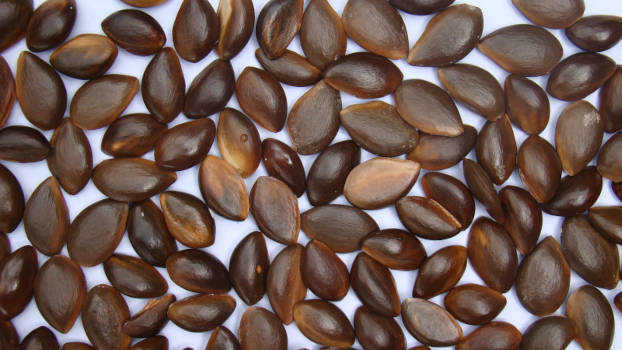 Sementes de Maçaranduba