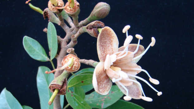 Floração de Jatobá