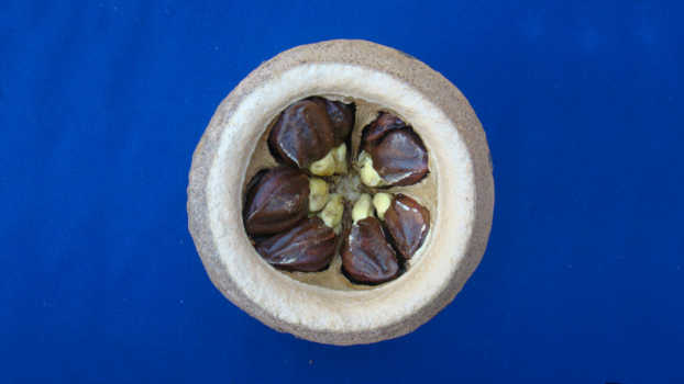 Fruto aberto de Sapucaia