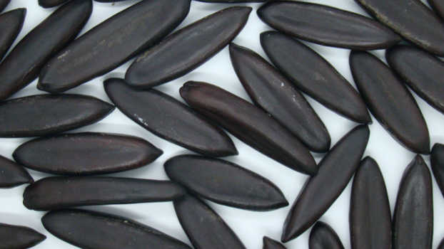 Sementes de Fava-Arara