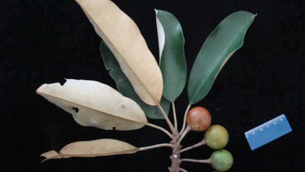 Frutos maduros de Maçaranduba