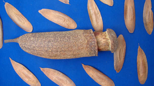 Frutos e sementes de Tauari